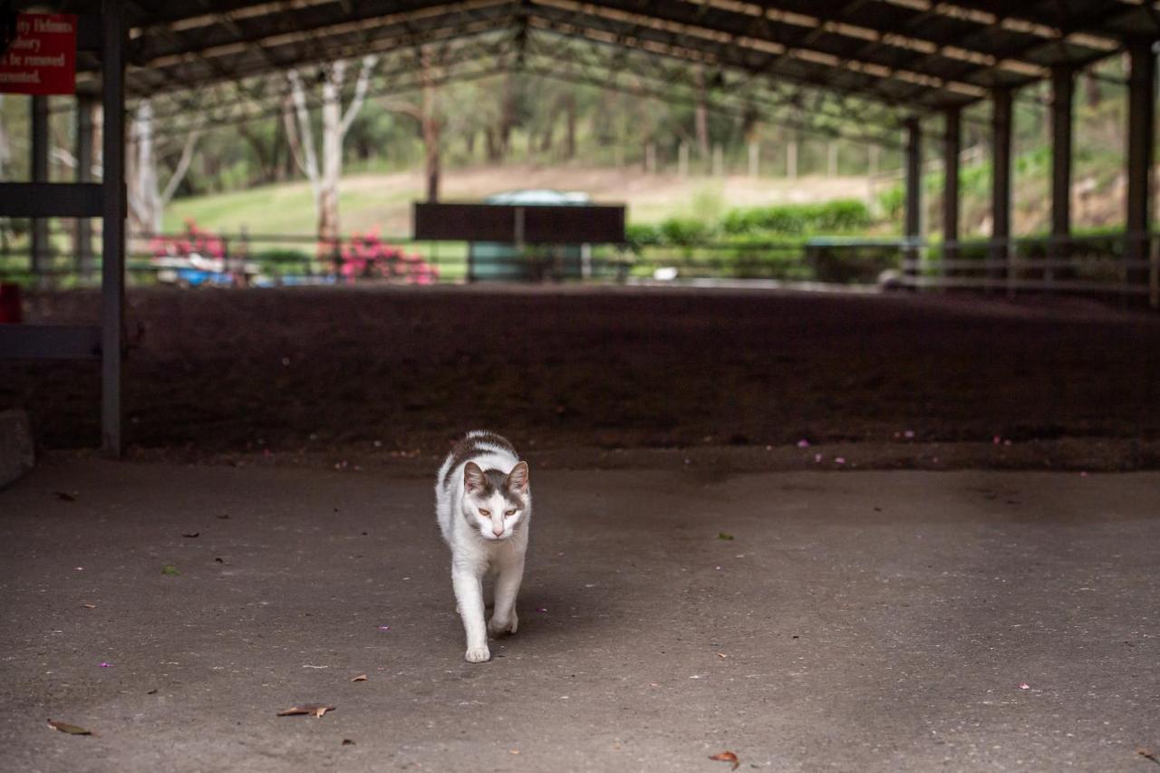 Avoca Park Equestrian Farmstay Macclesfield Esterno foto