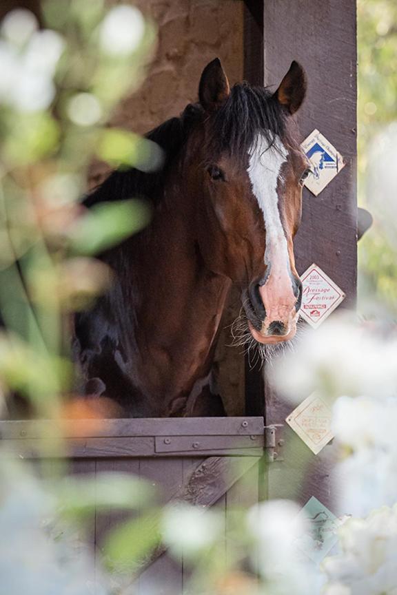 Avoca Park Equestrian Farmstay Macclesfield Esterno foto