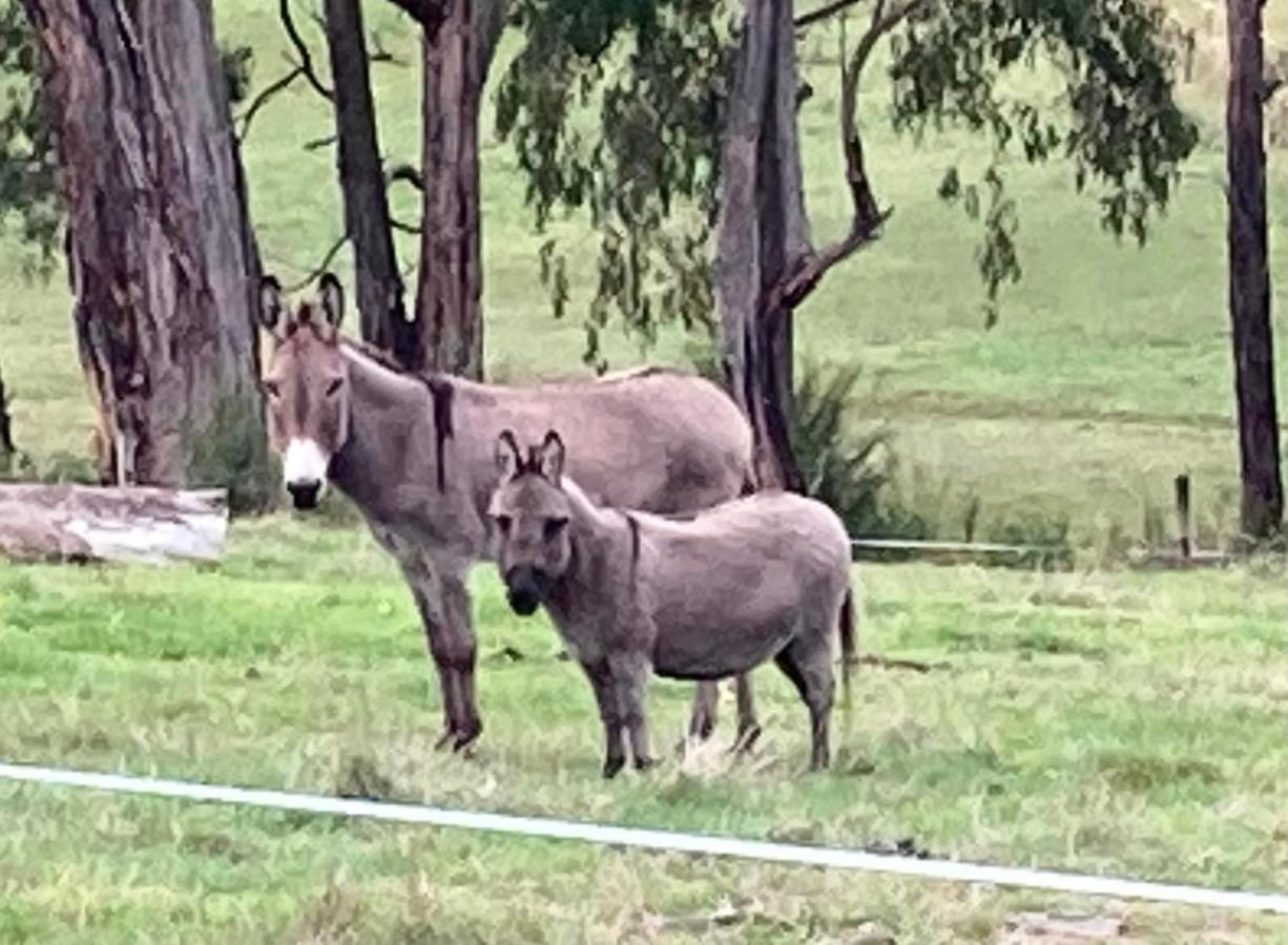 Avoca Park Equestrian Farmstay Macclesfield Esterno foto