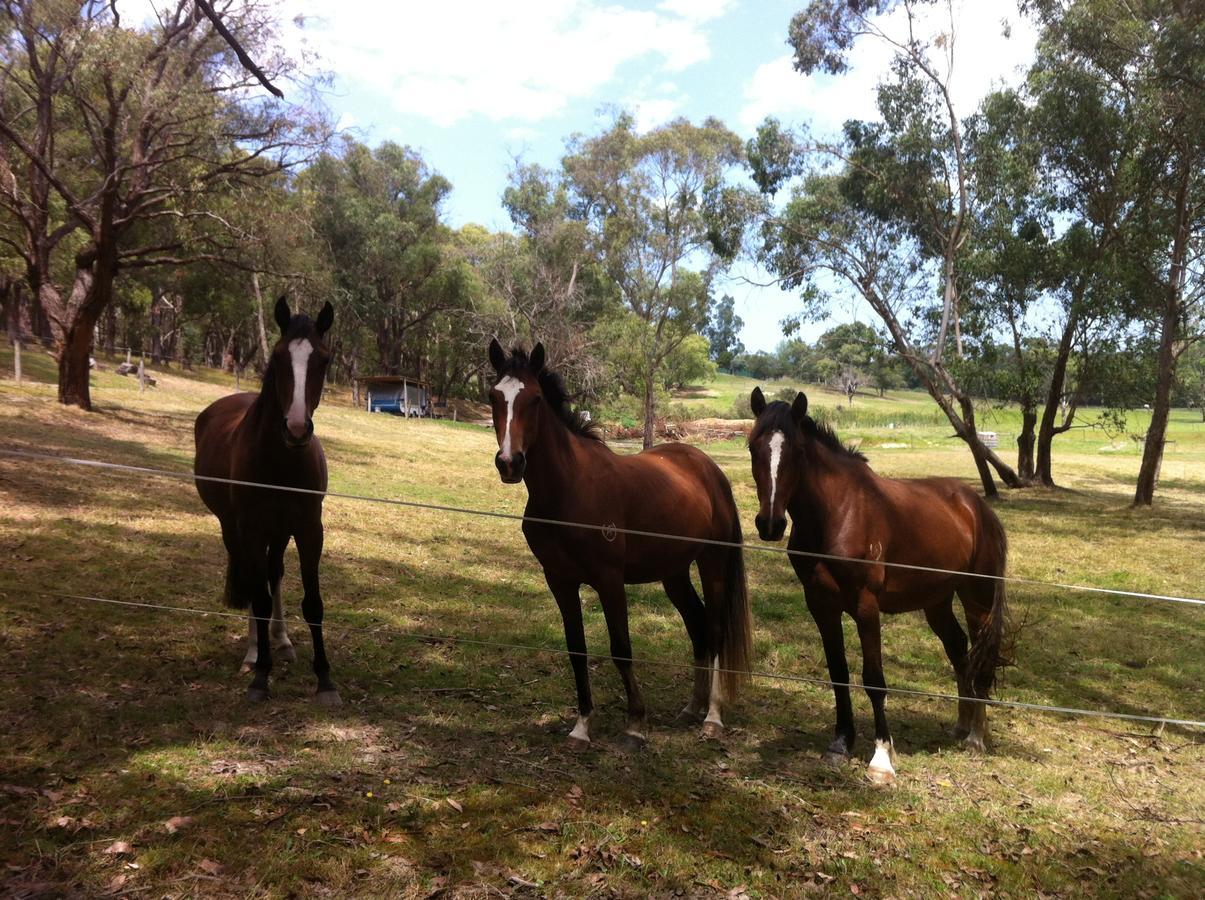 Avoca Park Equestrian Farmstay Macclesfield Esterno foto