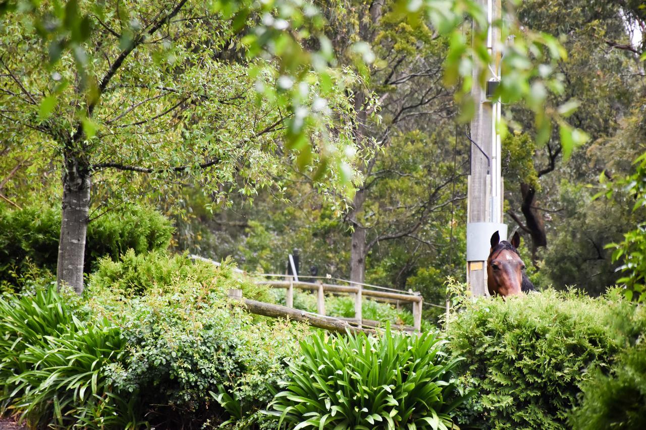 Avoca Park Equestrian Farmstay Macclesfield Esterno foto