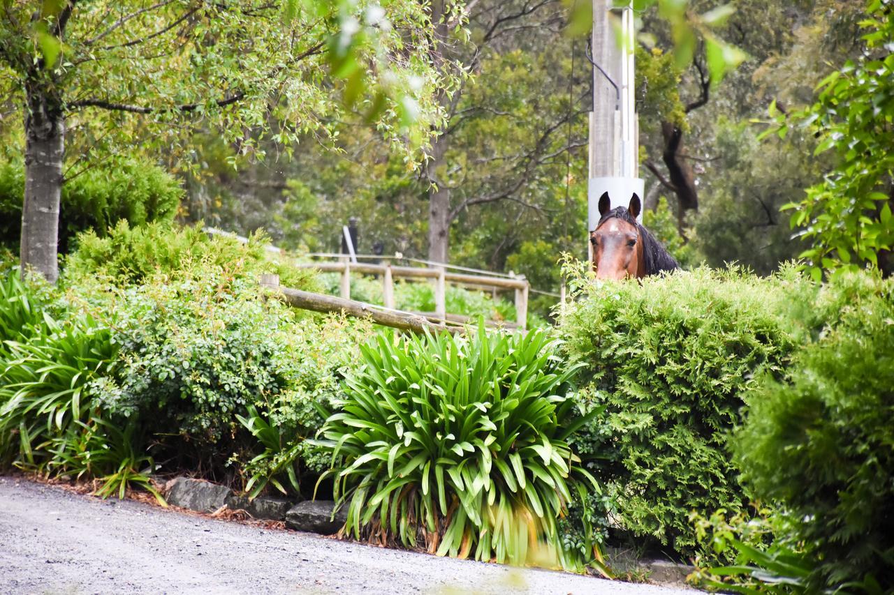 Avoca Park Equestrian Farmstay Macclesfield Esterno foto